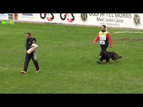 Chris spod Lazov C FCI WM 2013 IPO