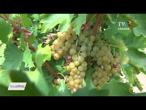 SE APROPIE CULESUL VIILOR