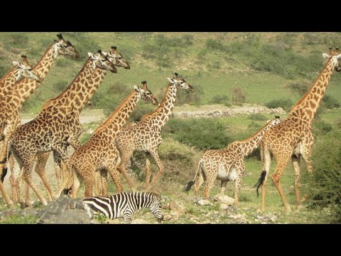 Herd of Giraffs - Long Neck March, between Ngorongoro and Serengeti National Park (Kenya, Tanzania)