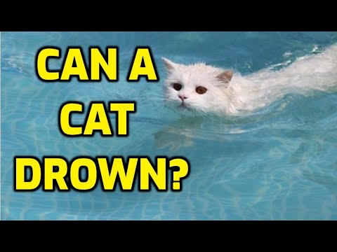 Why Are Domesticated Cats Afraid Of Water?