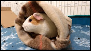 How to make a fleece tunnel for guinea pigs in 3 easy steps