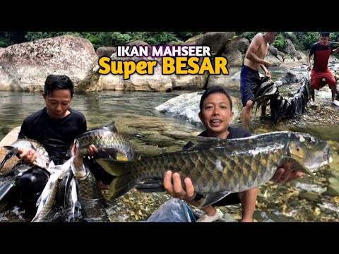 Super babon,.besi panah bengkok ganasnya hentakan mahseer super babon..