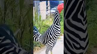 Download lagu Viral rooster that has zebra-like colors #shorts mp3