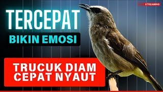 Download lagu TRUCUKAN TARUNG ROPEL PANJANG | Pancingan Trucukan agar bunyi jadikan Burung Trucuk Gacor EMOSI mp3