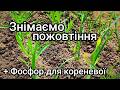 Часник пожовтів після морозів? Робимо це, щоб не втратити врожай!