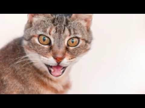 Care for Cats - Lymphoma in Cats - Cat Tips