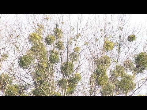 Как в Пинске спасают деревья от паразита омелы