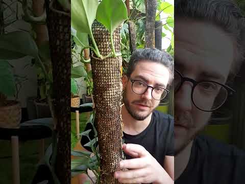 Szobanövény karó, moha karó, kókusz karó - Scindapsus Treubii | Let's Leaf