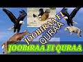 SEENAA JOOBIRAA FI QURAA History Of The Eagle And