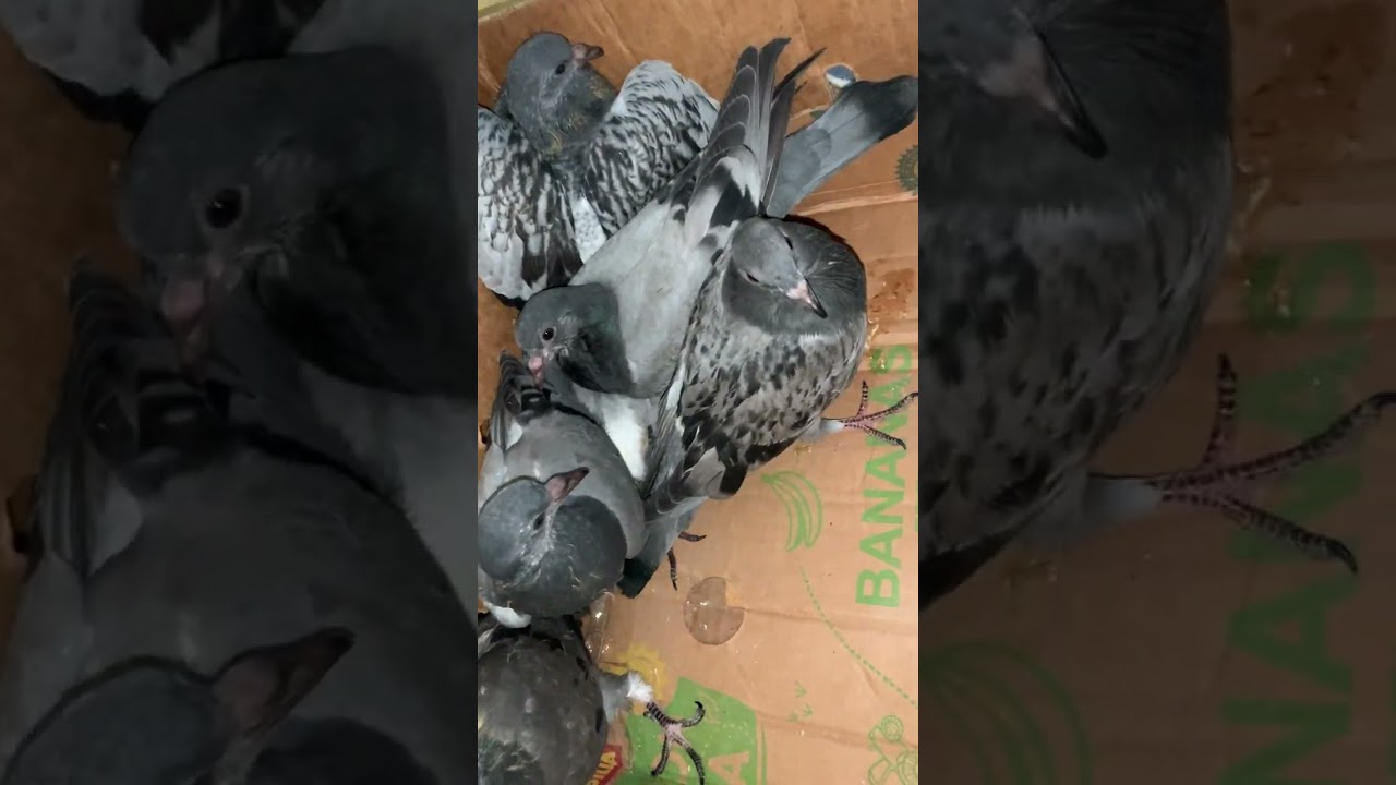 Holoubci zachránění z vyklízené půdy před jistou smrtí  - vypuštěni po dokrmení