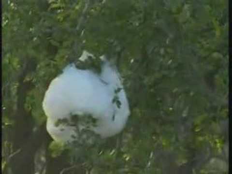 Foam Nest Frog's Nest