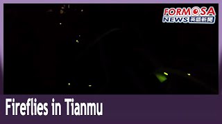 Success for project to hatch fireflies in Tianmu, Taipei｜Taiwan News