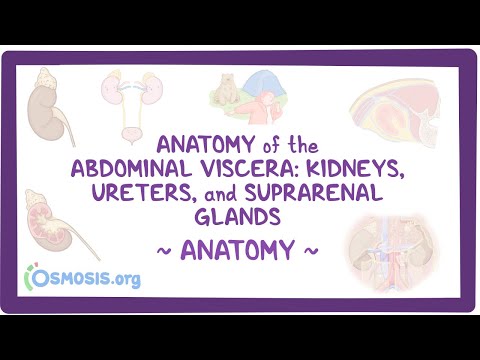 Anatomy of the abdominal viscera: Kidneys, ureters and suprarenal glands