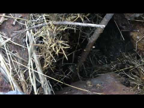 Die Korkeichen (Quercus suber) Treiben Wieder Aus!