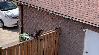 How to remove raccoons with babies. VIP mother raccoon.