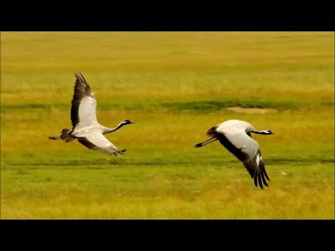 Б.Алтанжаргал - Хайлуур мөрөн B.Altanjargal  /audio/