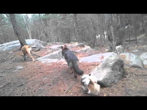 DoggieDog Dagis & Hundpensionat i Bohus, Ale(2)