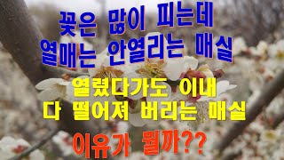 강의 - 매실의 수분수 이해. (꽃은 많이 피는데 열매는 안열리는 매실 또는 열매가 달렸다가도 다 떨어져 버…