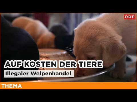 Auf Kosten der Tiere – illegaler Welpenhandel | Thema 23.02.2026