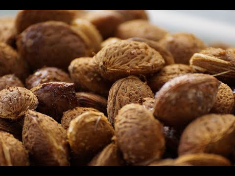 Almond Farming and Harvest-Almond Cultivation Technology -