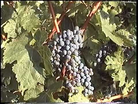 Markovy vinné sklepy - Olbramovice (okres Znojmo) 4