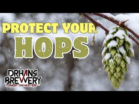 How to Prepare Hops for Winter - Ask the Doctor about Beer & Homebrewing ep7