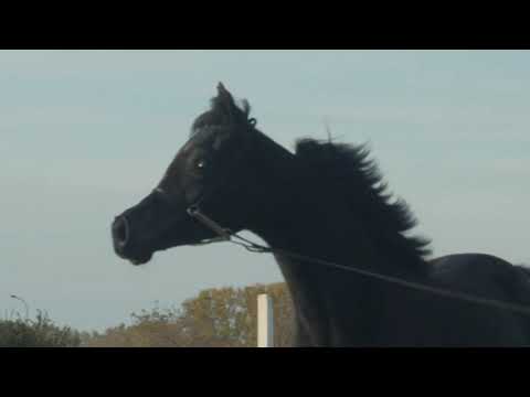 Naizah de Shayan - 2019 black arabian filly (Shayan de Magnifique x Nada al Khalidiah)