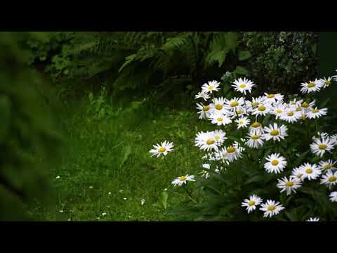 Marcos Antonio Geração Florida Playback