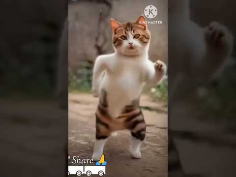 Dancing Cat video Dil ke tajmahal me by Himesh Reshammiya & Prabhu Deva latest movie 2025 trending.