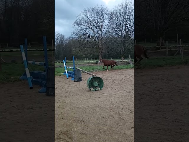 Mare Welsh Pony (Section B) For sale 2021 Liver chestnut