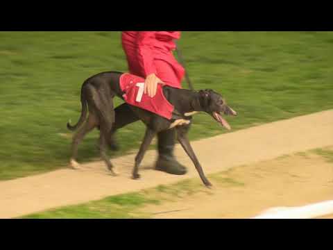 Slippy Maggie - SIS St Leger HT 5