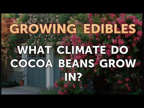 How to Grow Mangosteen From Seed