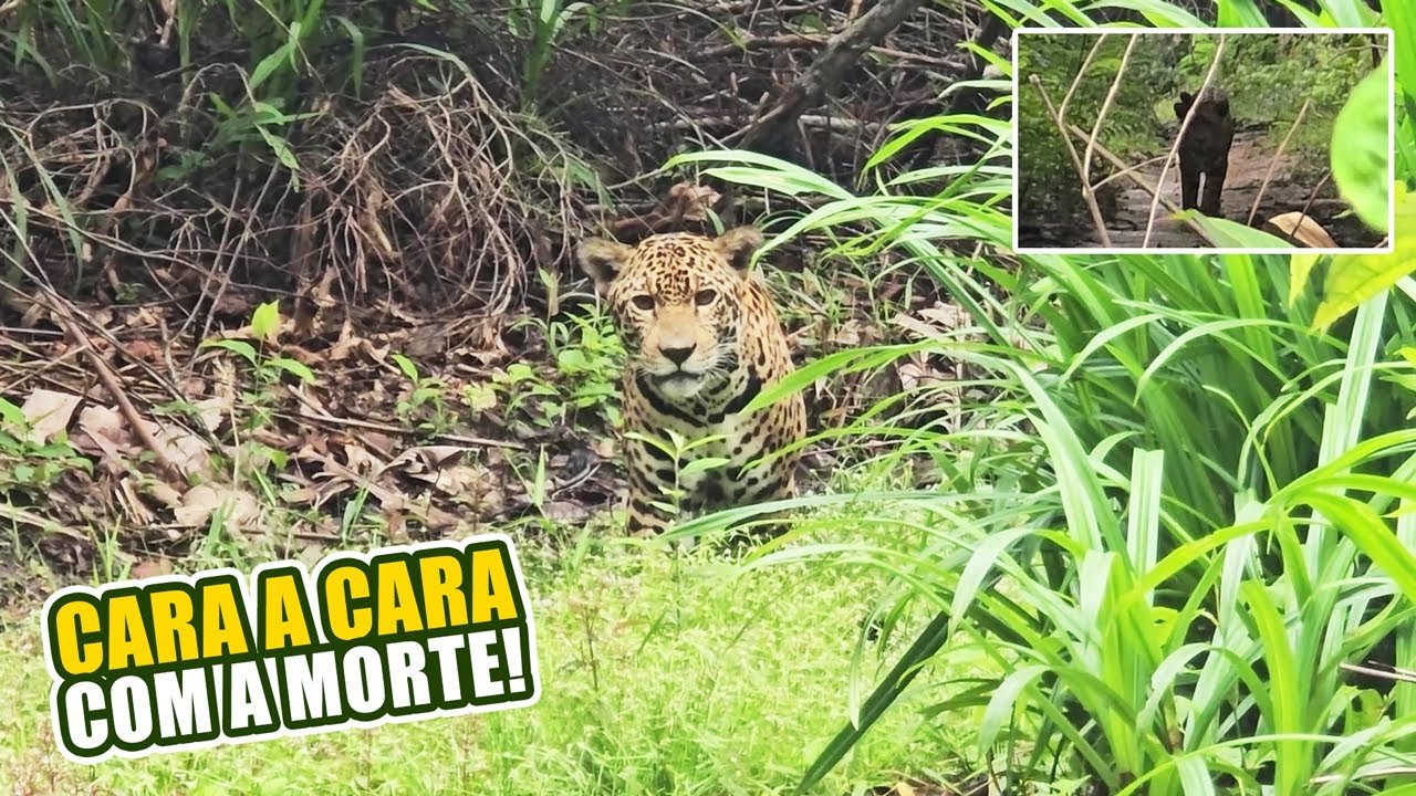 ENCOUNTER with the JAGUAR almost resulted in DEATH3!