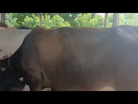 Disponible en Sonsonate santo domingo de Guzmán WhatsApp 60632341