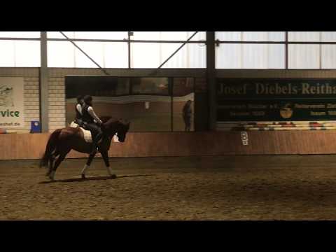 Saloua (Stute von Soliman x Don Lariono)