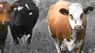 Music For Animals # 3 - Cows
