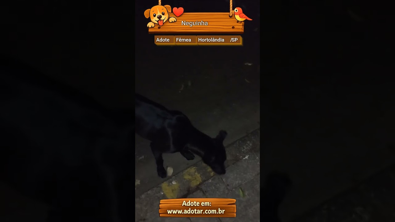 Cachorro raça SRD-ViraLata idade 2 a 6 meses nome Neguinha