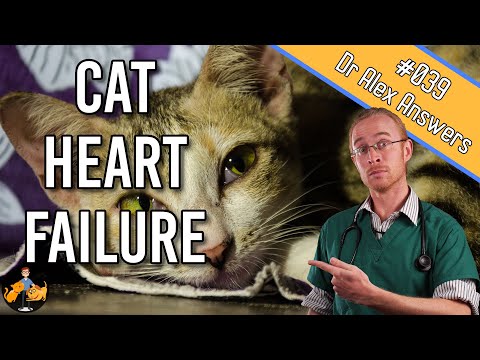 Heart Failure in Cats - symptoms, treatment + life expectancy - Cat Health Vet Advice