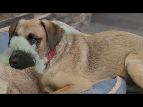 How to Prevent a Dog from Tearing Up Furniture