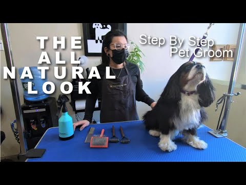 The All Natural Look Step By Step | Cavalier King Charles