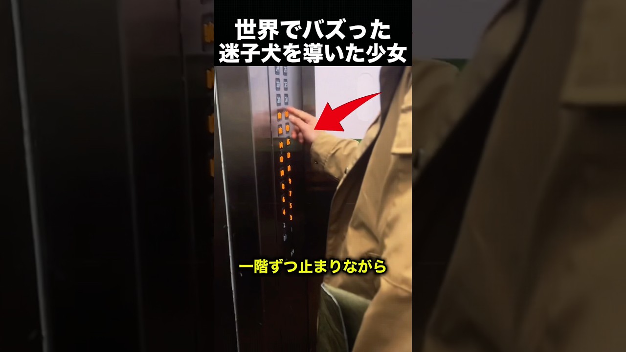 【感動】迷子の犬を家に帰した優しさがすごすぎた！