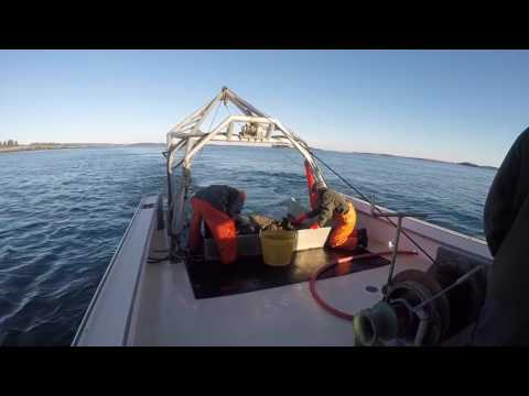 A Day In The Life of A Maine Scallop Fisherman: A Documentary by Tori Tibbetts