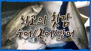 계절별 최고의 횟감 특집1 -숭어, 농어, 방어 #생선회 #회써는법 [어영차바다야 다시보기]