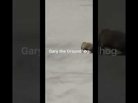 Gary the F1 Groundhog