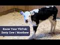 TikTok Is Milking The Zesty Cow Who Found Her Moo Nicknamed Moothew