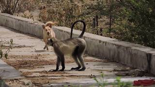 preview picture of video 'The chief of Langur protects them from a dog... Laughing scene...Shakambhari'
