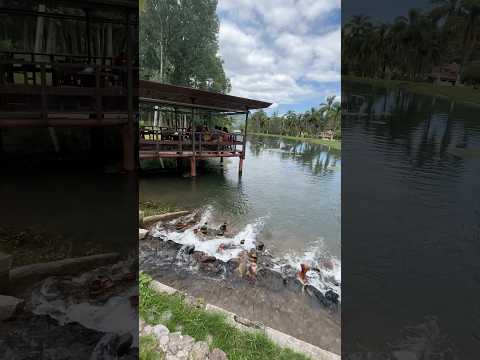 Coto de Pesca Los Nogales en Yala, Jujuy