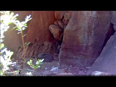 Condor Chick Stretches Out in Devils Gate – June 14, 2017