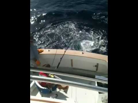 Josh Dominguez's First Blue Marlin