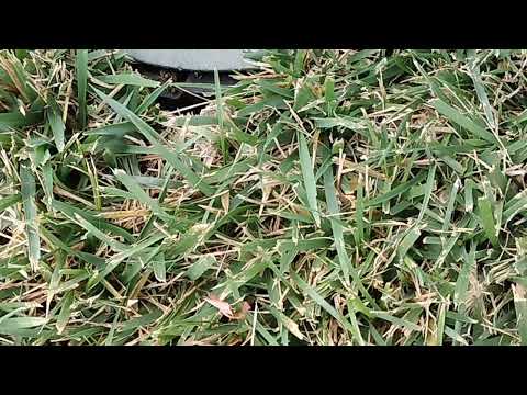 Yellow Jackets Underneath the Irrigation Valve Box in Beach Haven, NJ